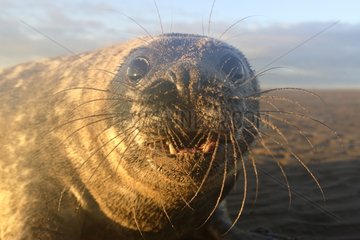 Portrait of a pup Grey seal in autumn Lincolnshire UK