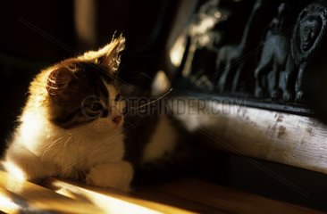 PortrÃ¤t einer jungen neugierigen Katze Frankreich