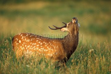 Sika Deer smelling the odors emitted by the females