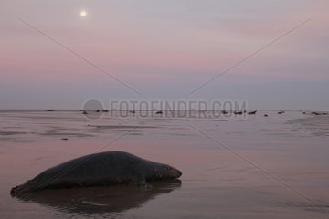 Grey seal laying on the strand at sunrise Lincolnshire UK