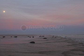 Grey seals laying on the strand at sunrise Lincolnshire UK