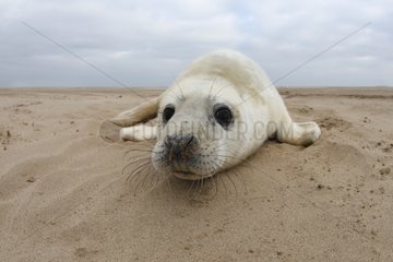 Pup Grey seal laying on the strand Lincolnshire UK