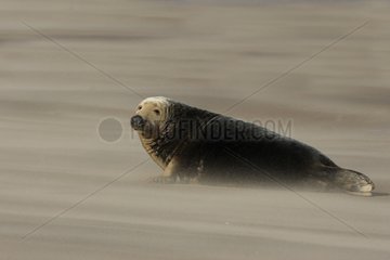 Grey seal laying on the strand Lincolnshire UK