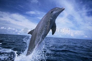 Bottlenose Dolphin jumping Roatan Honduras
