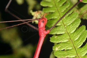 Portrait of a male Peruvian Stick insect