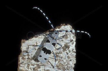 Longhorn beetle on a bark France