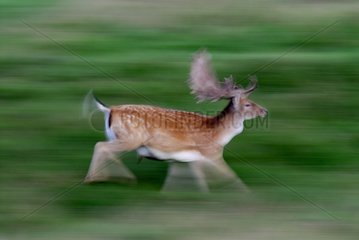 Fallow deer running on meadow Denmark