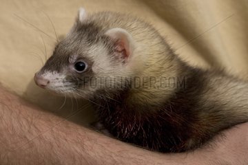Ferret brought in arms in Ferrets island Crépol