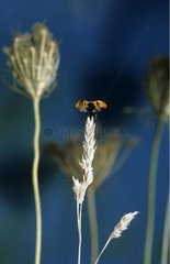 7 -Point Ladybug fliegt aus einem Epi Frankreich
