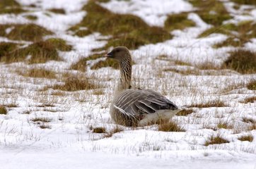 Pink-footed Goose at rest on snow-covered tundra Spitzberg