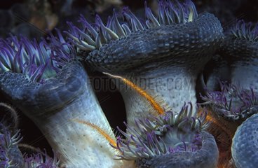 Group of Purpletip Sea Anemones with a colored star fish USA