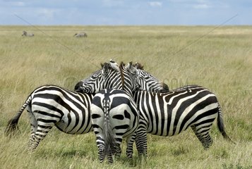 Burchell's Zebras resting one on the others Tanzania