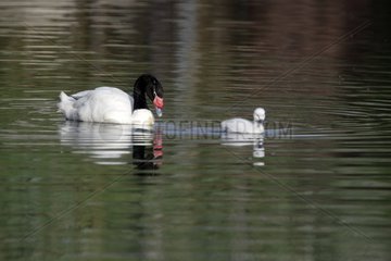 Swan with black neck female and its chick