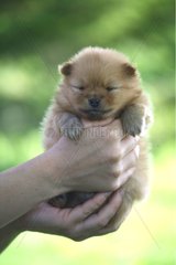 Puppy Spitz in the hands of his owner