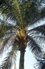 African oil palm tree Democratic Republic of Congo