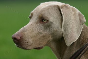 Porträt eines männlichen Weimarer -Zeigenhundes