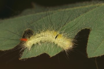 Caterpillar of Tussock moth Midi-Pyrénées France
