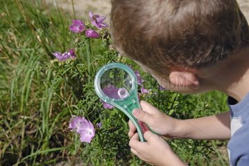 Child watching a flower with a magnifying glass France