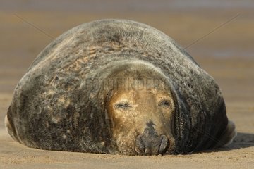 Bull Grey seal laying on the strand Lincolnshire UK