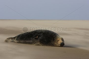 Bull Grey seal laying on the strand Lincolnshire UK