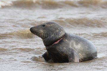 Grey seal injured by a fishing net Lincolnshire UK