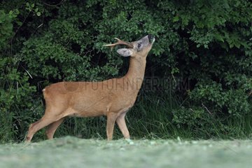 Male Roedeer in forest edges Vosges France