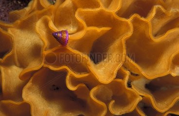 Purple Top Shell crawling on a Potato Chip Bryozo California