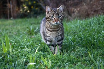 Katze im Gras Frankreich