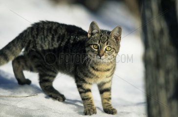 Chat domestique dans la neige