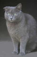 Alte graue Katze mit dem gebrochenen Ohr Frankreich [at]