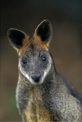 Portrait of Swamp Wallaby Australia