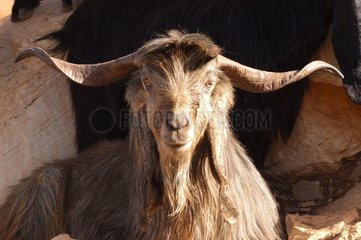 Portrait de chèvre Liban