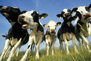 Prim'holstein -Kühe in einem Frankreich vor dem Potential