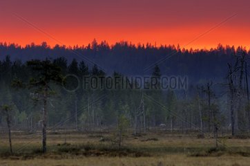 Finnish forest at twilight Kainuu Finland