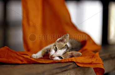 Kitten lie down on orange tissue Siem Reap Cambodia