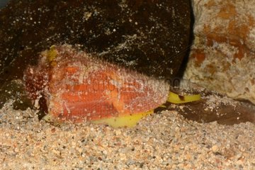 ConeVituliconus swainsoni sand - New Caledonia