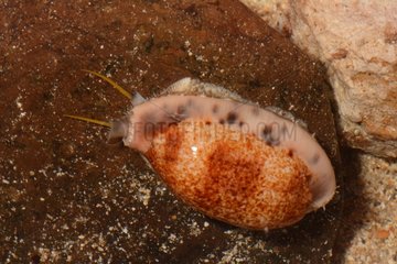 Dragon cowrie on reef - New Caledonia