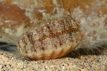 Distant scallop on sand - New Caledonia