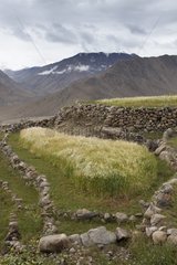 Barley fields - Nubra Valley India Himalayas