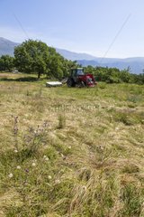 Mowing hay - Préalpes d Azur RNP France