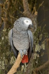 Grey Parrot Park of Birds Villars-les-Dombes Ain