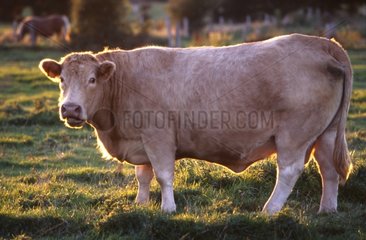 Charolaise cow under the sun Oise France