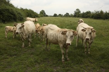 Blonde d'Aquitaine cows in a meadow Netherlands