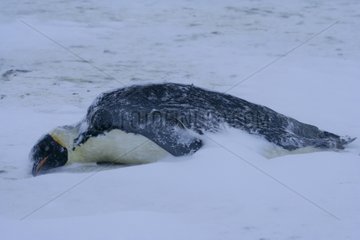 Emperor Penguin female died from an accident nesting
