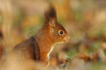 Rote Eichhörnchen im Wald im Herbst Frankreich