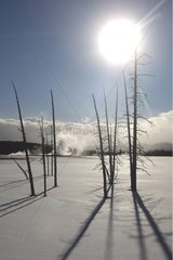 Burned trees and smokes in winter Yellowstone USA