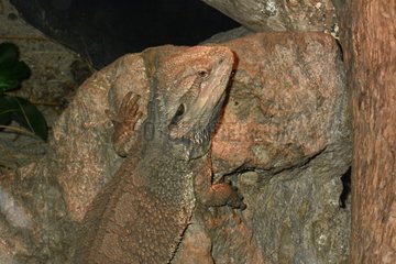 Eastern bearded dragon on rock - Australia