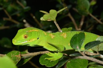 Green Tree Gecko on branch - New Zealand