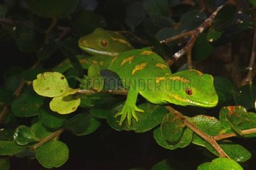 Green Tree Geckos on branch - New Zealand