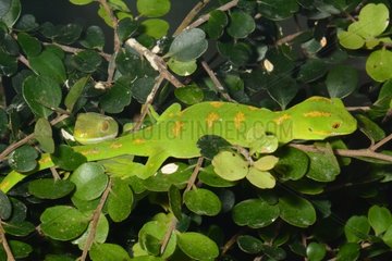 Green Tree Geckos on branch - New Zealand